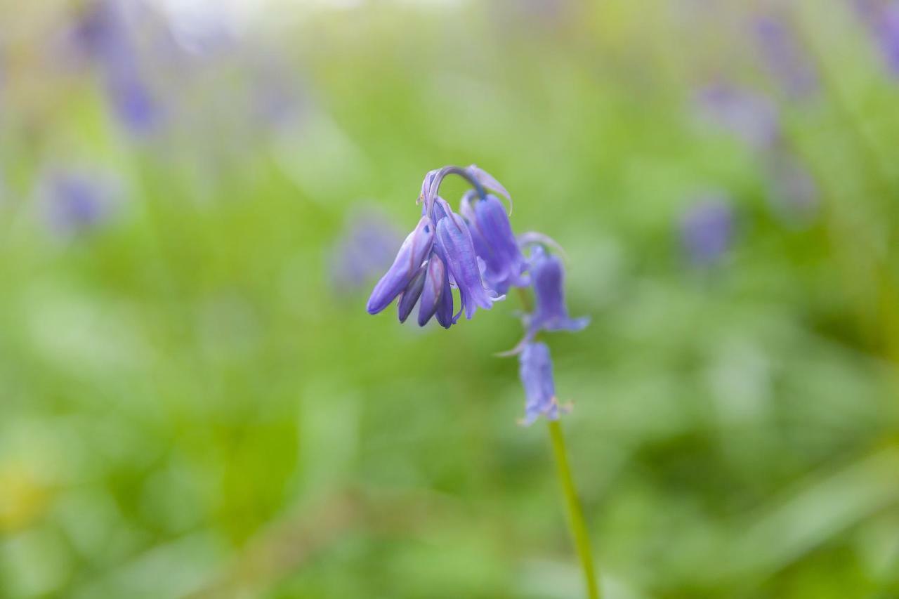 Cosy Woodland Home Uny Lelant ภายนอก รูปภาพ