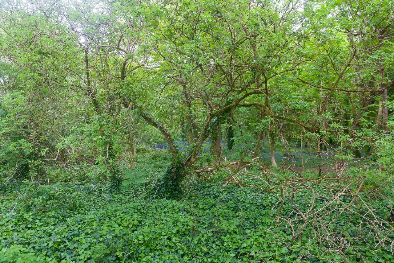 Cosy Woodland Home Uny Lelant ภายนอก รูปภาพ